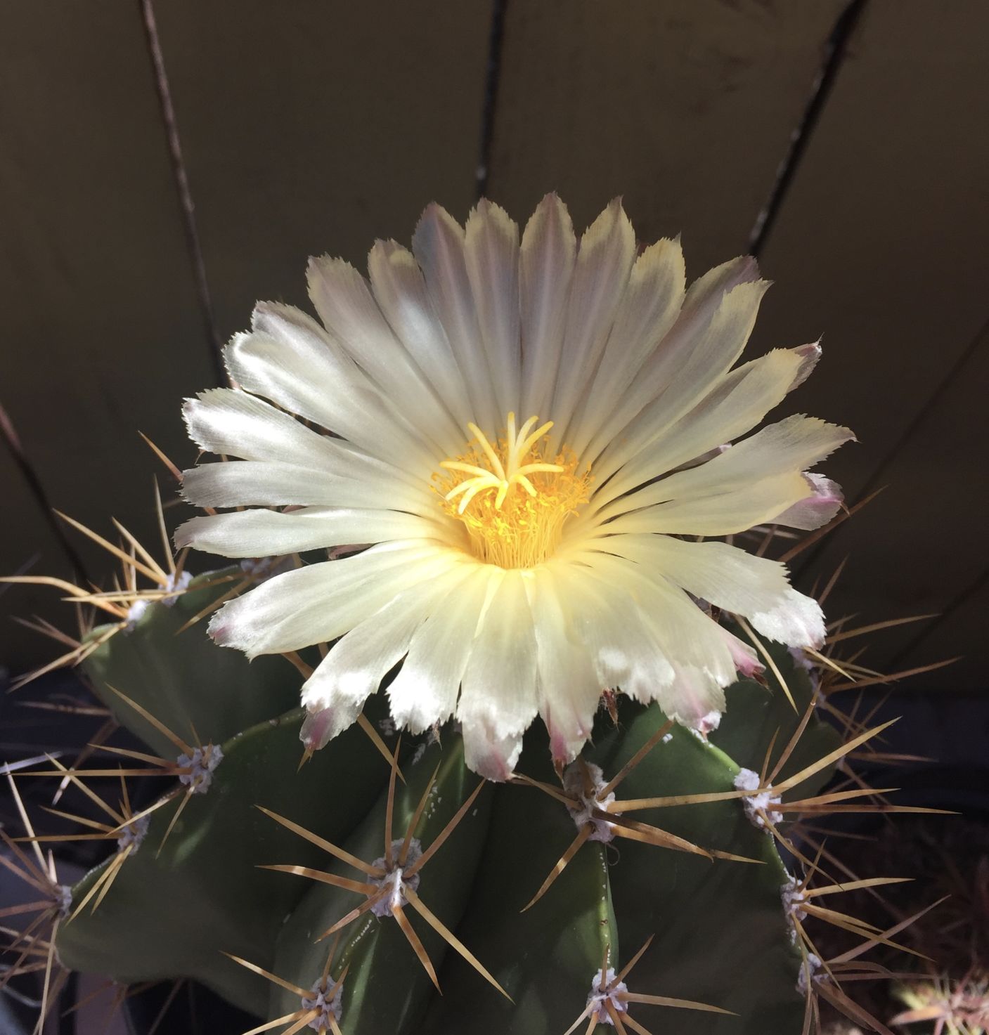 Barrel Cactus in Bloom